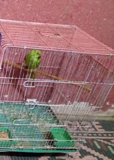 health active female parrot
