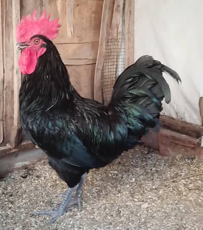 Black Australorp Breeders