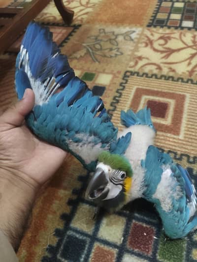 blue gold macaw green wing red macaw African grey Goffin cocatoo parot
