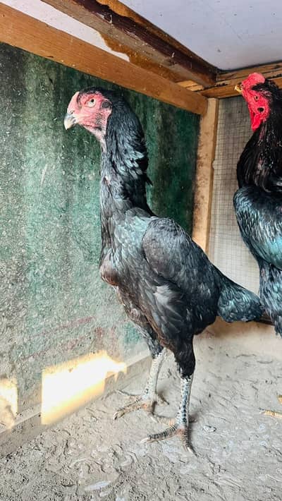 Japanese Black O shamo female long height for sale in lahore