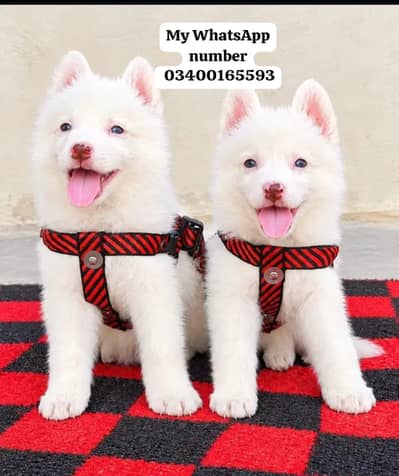 Russian puppies for sale 2 month age