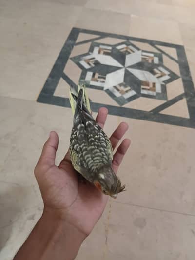 HandTame Cocktail Parrot