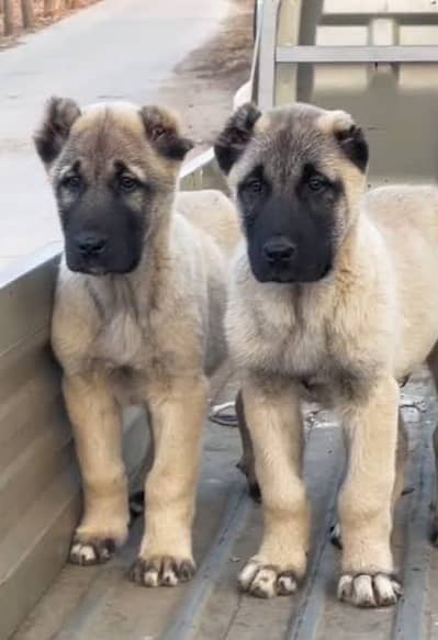 Turkish kangal | kurdish kangal | kangal dog | kangal puppy |kangal