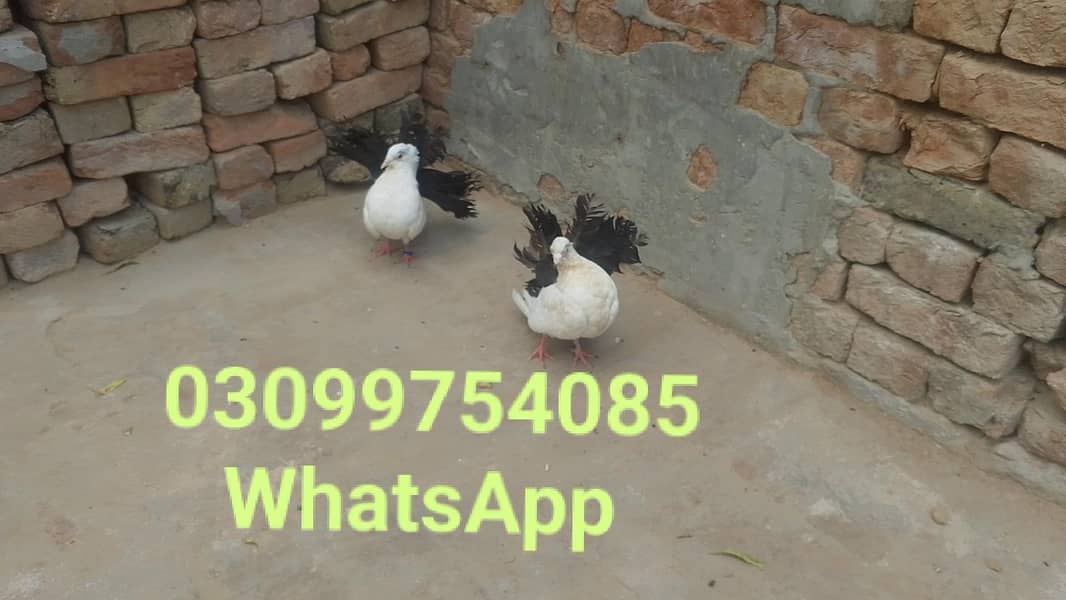 03099754085 0