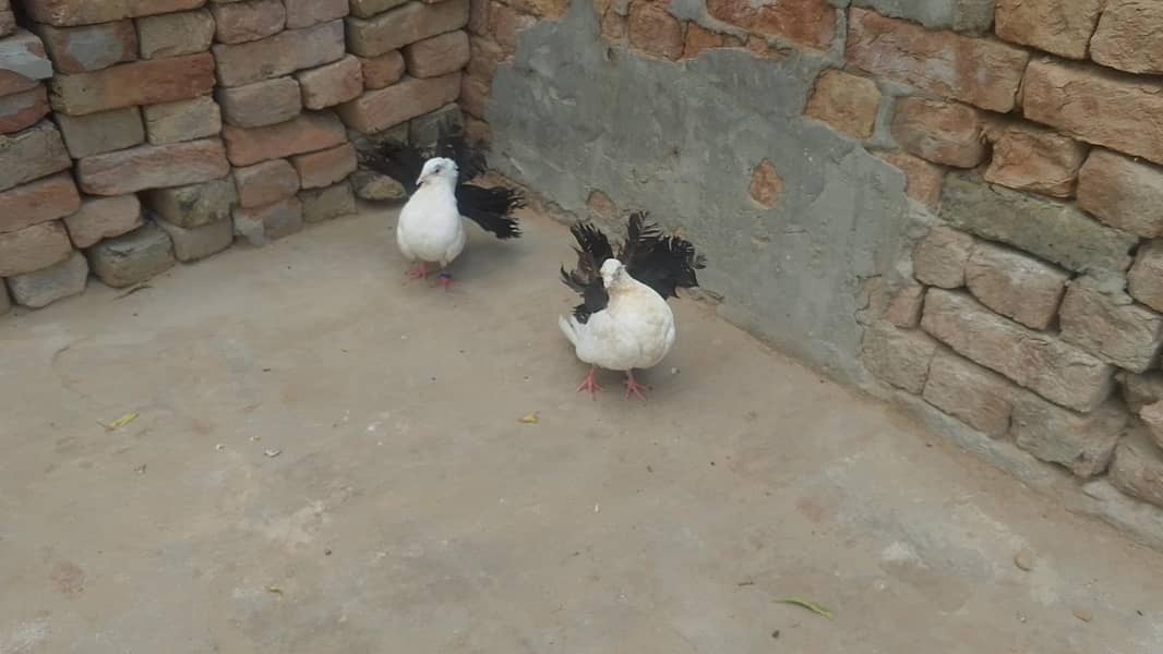 03099754085 2