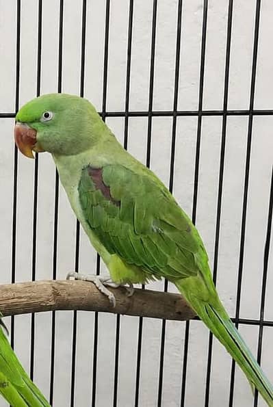 female Alexander parrot