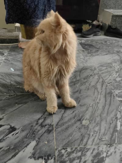 A brown male cat someone gifts me . text me on olx please