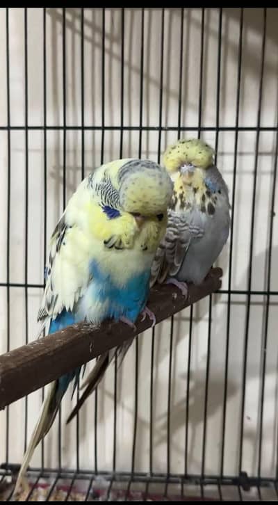 UK line exhibition ressesive pied male