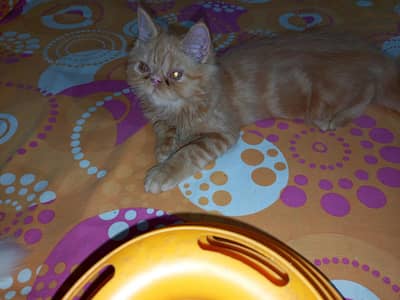 peki kitten