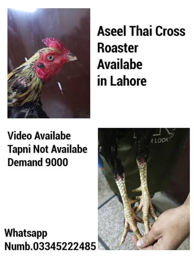 Aseel Thai cross breeder male and vailable  in lahore
