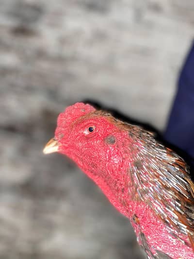 important panus murga breeders