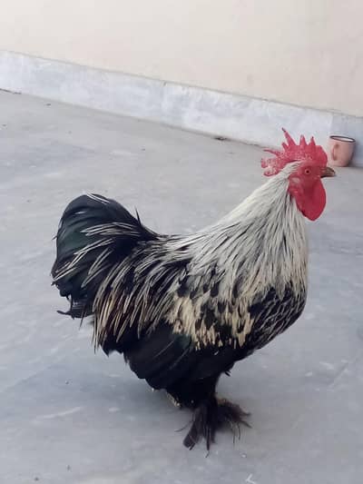 Bantum
