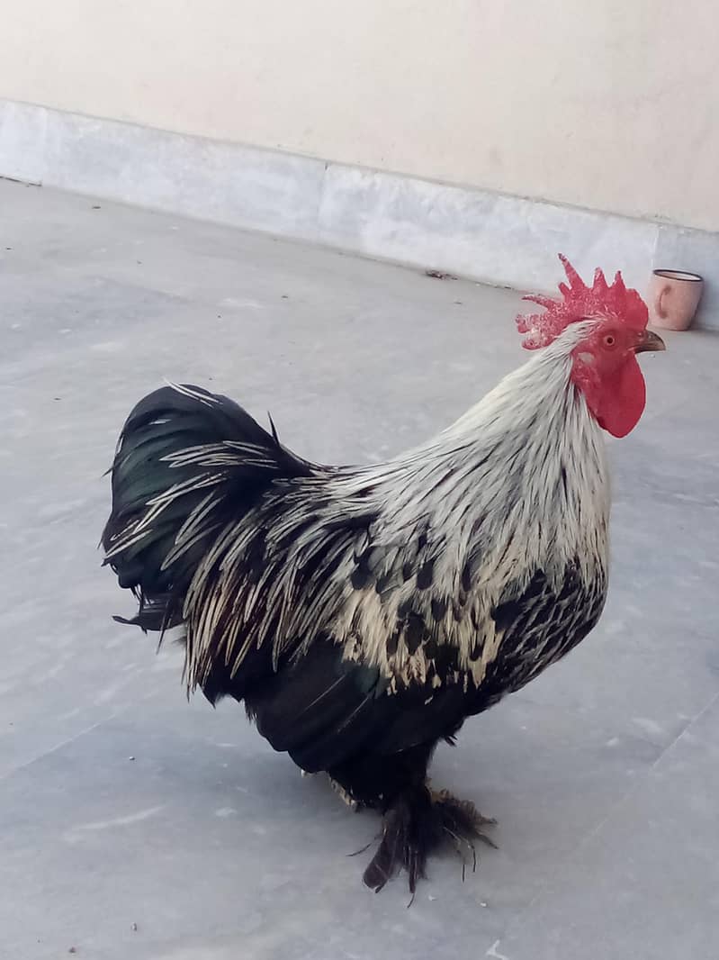 Bantum 0
