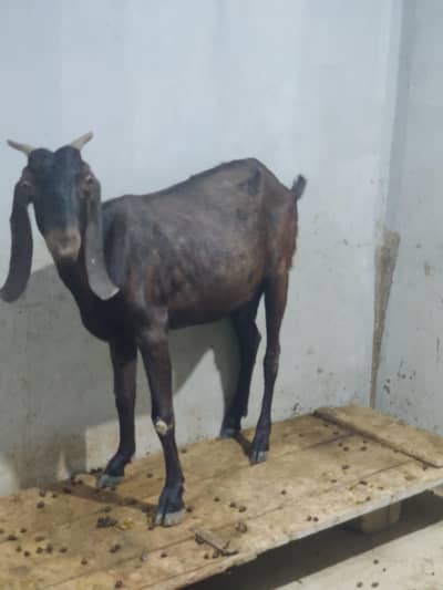 Beetal Bakri For Sale | Desi Beetal Goad | Female Bakri For Sale