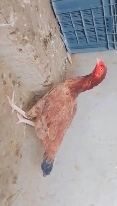 aseel hen for sale