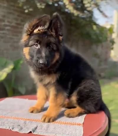 German Shepherd dog double kot for sale