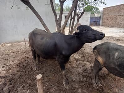 Desi khatta