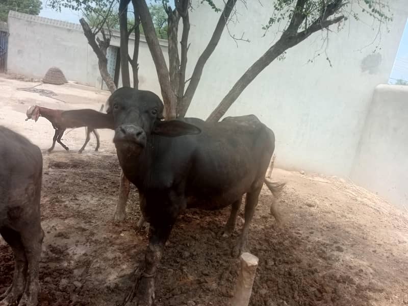 Desi khatta 1