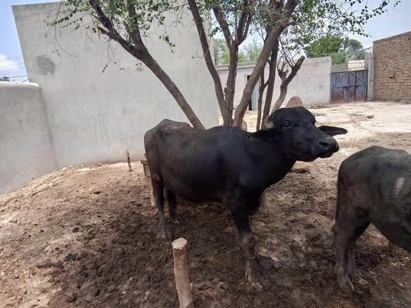 Desi khatta 2