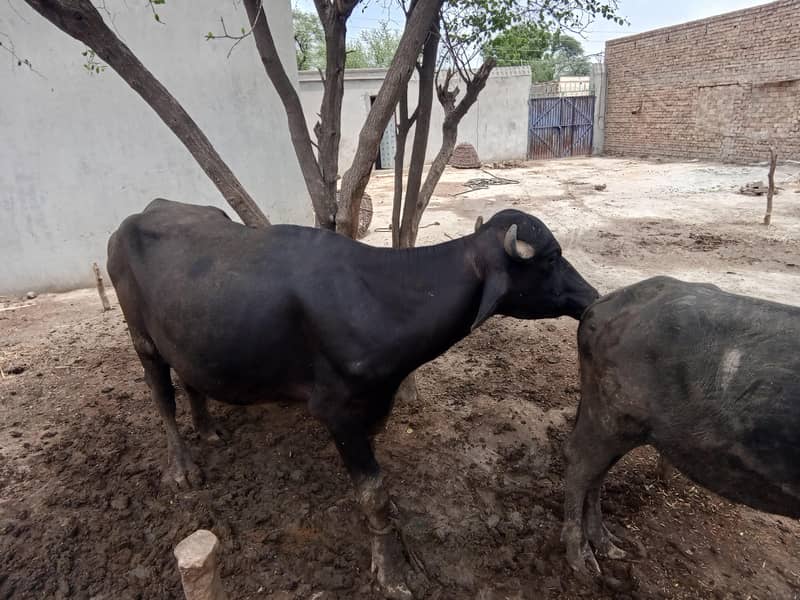 Desi khatta 3