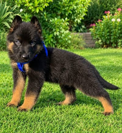 German Shepherd double coat female for sale
