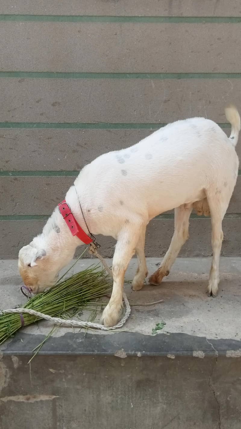 tadi bakra 0