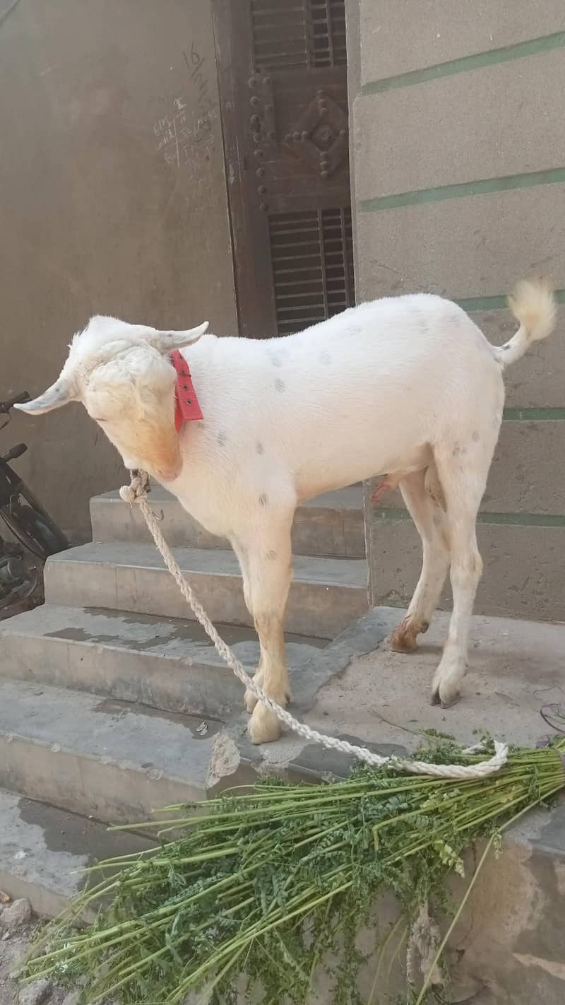 tadi bakra 1