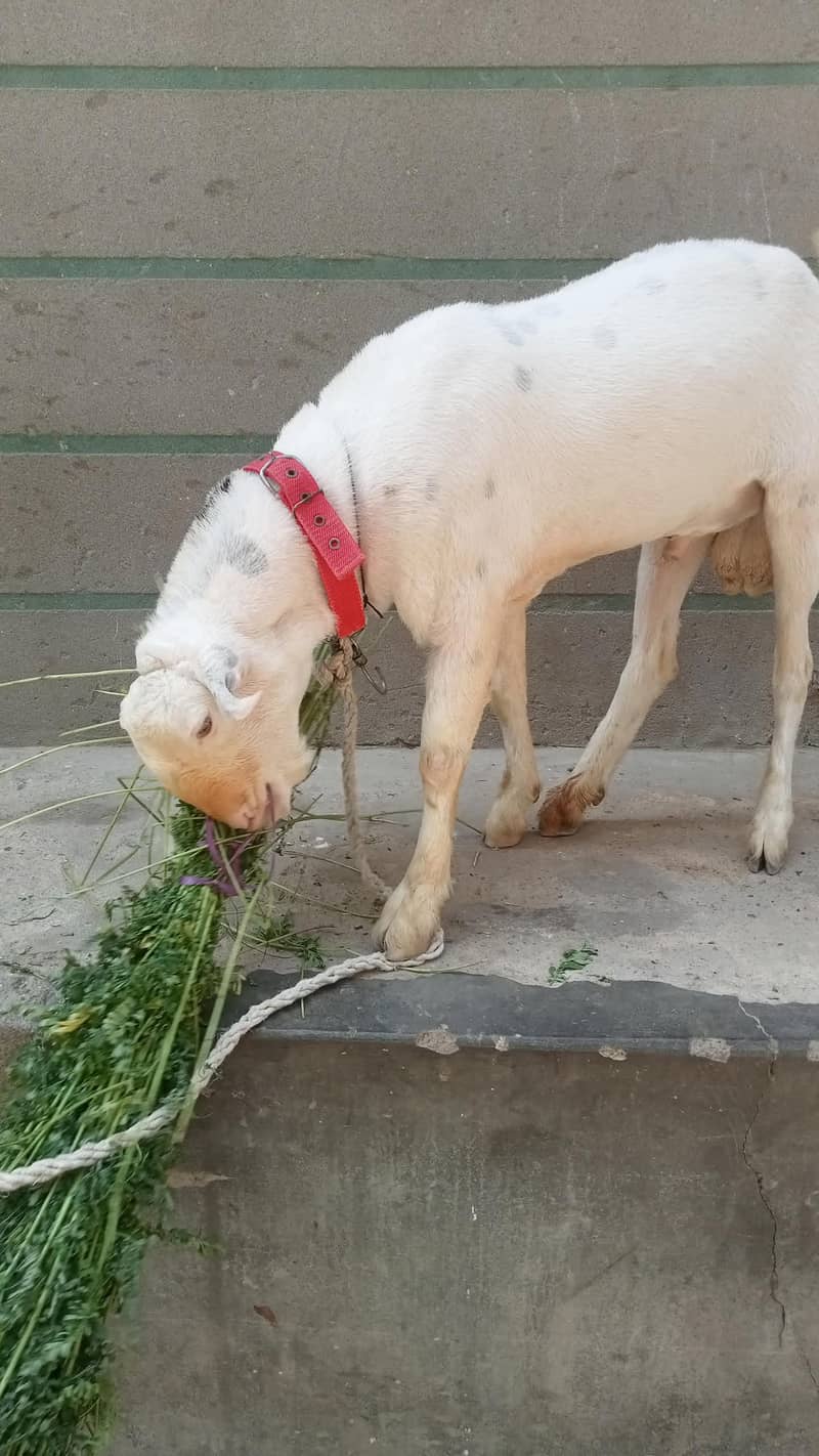 tadi bakra 2