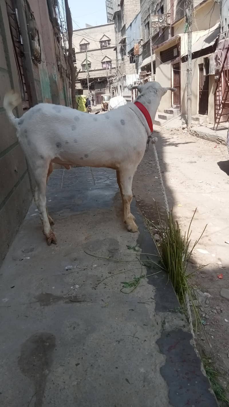 tadi bakra 3