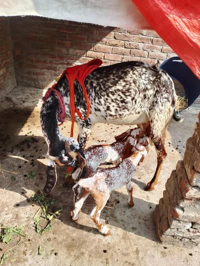 Pure Desi Bakri with Makhi cheena kids