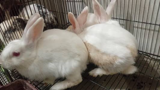 Red And Black Eye Breeder Rabbits
