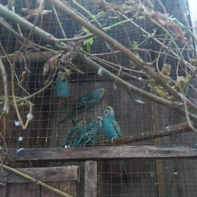 Pale Blue (white/yellow head) Budgies Breeder Pairs