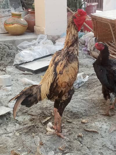 aseel murga for sale white eyes