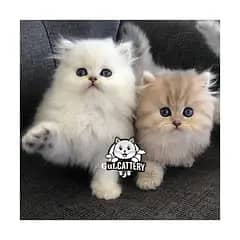Persian British punch face piki face kitten cat available