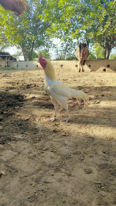 white Murga