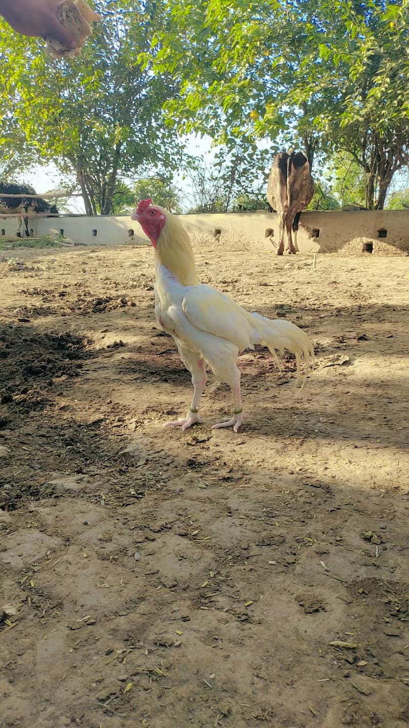 white Murga 0