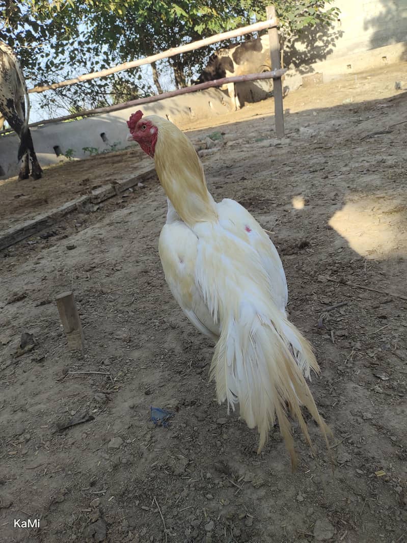 white Murga 1