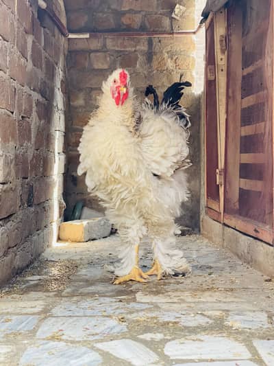 Frizzle Light Columbian Brahma