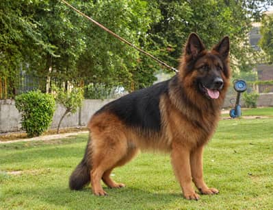Supreme quality long coat male