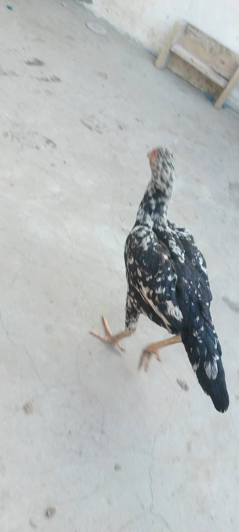 mianwali pathi 2