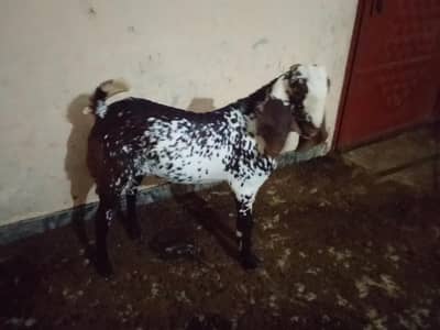 makhi chena bakra