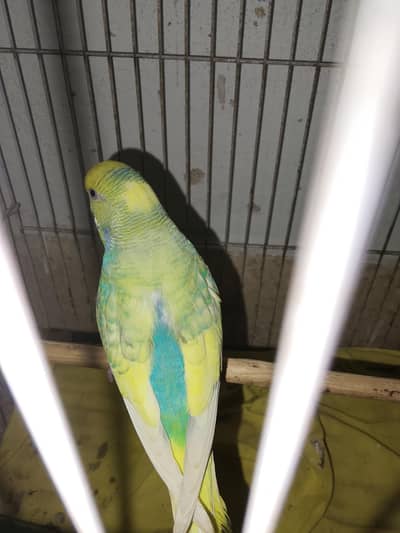 rainbow bugeri +92 317 3945106