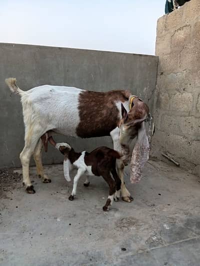 Abluck Bakri With Gulabi Abluck Male Kid 03162918168