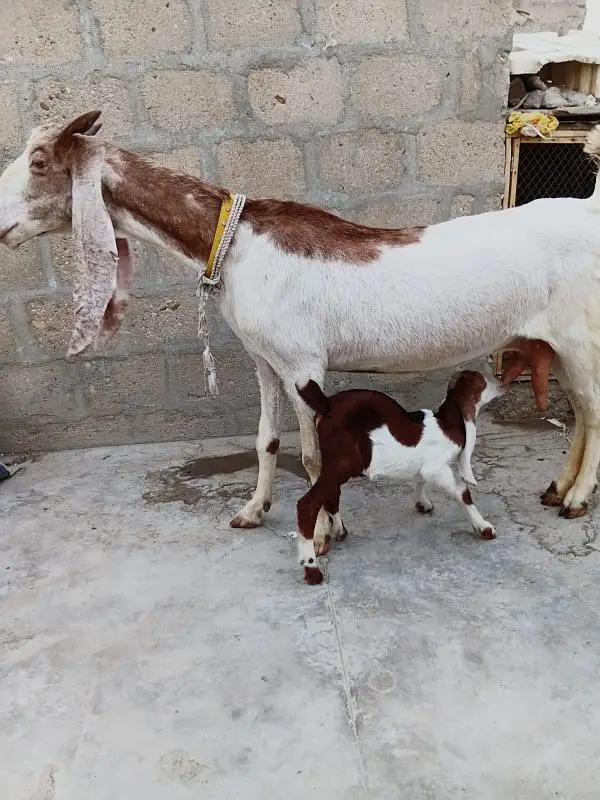 Abluck Bakri With Gulabi Abluck Male Kid 03162918168 — photo 2