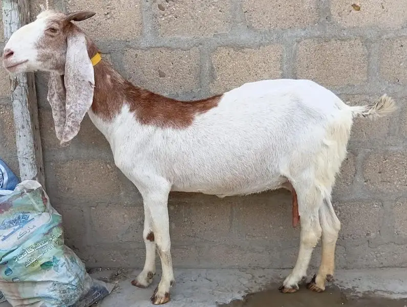 Abluck Bakri With Gulabi Abluck Male Kid 03162918168 — photo 3