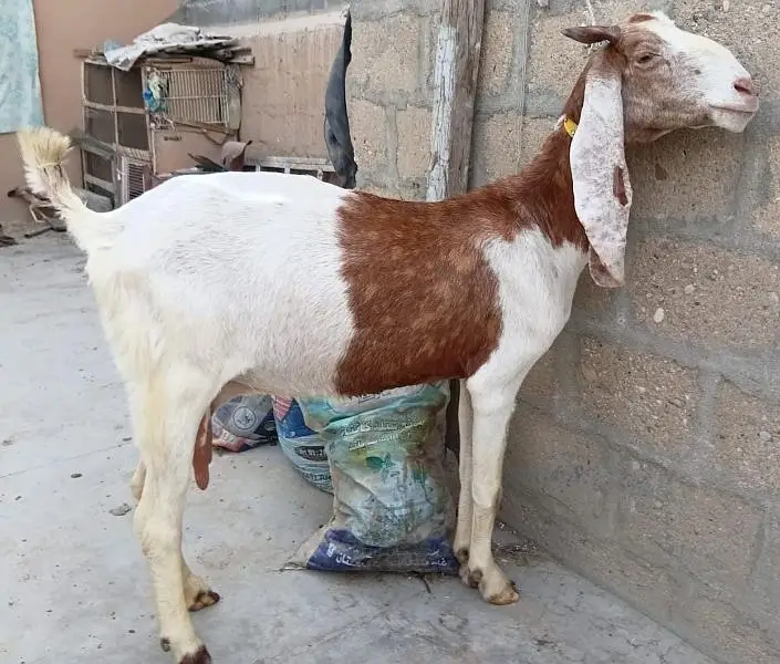 Abluck Bakri With Gulabi Abluck Male Kid 03162918168 — photo 4