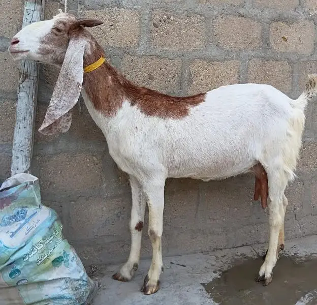 Abluck Bakri With Gulabi Abluck Male Kid 03162918168 — photo 5