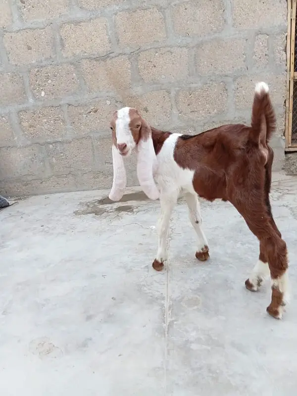 Abluck Bakri With Gulabi Abluck Male Kid 03162918168 — photo 6