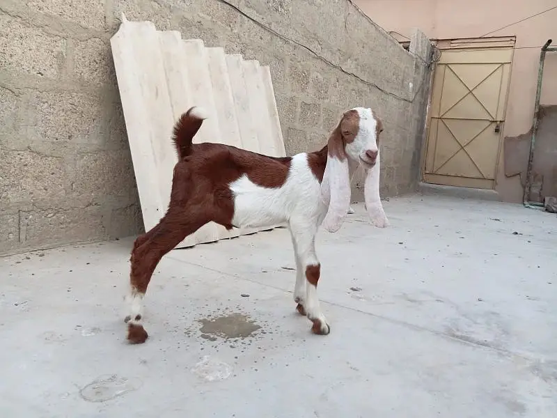 Abluck Bakri With Gulabi Abluck Male Kid 03162918168 — photo 7