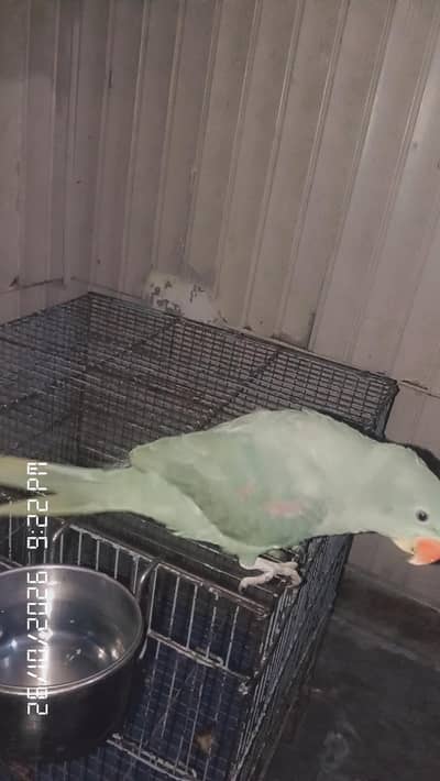 Parrot for Sale – Healthy & Beautiful Bird